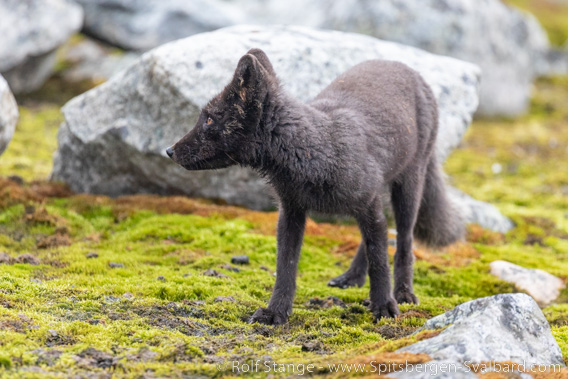 Polar fox, fur version: Blue fox