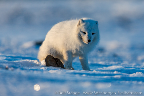 Polar fox, fur version: white fox, winter fur