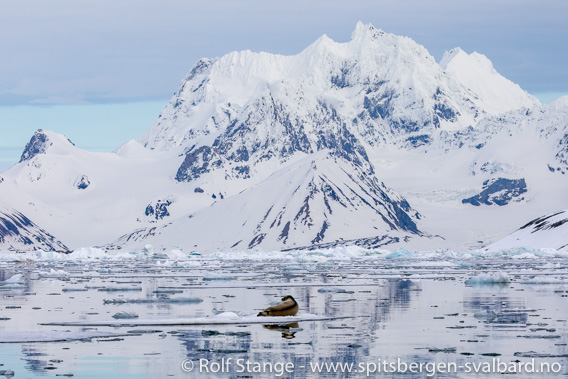 SV Antigua 2023: Hornsund, Spitzbergen