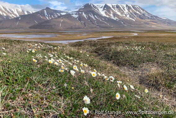 Lebensraum Tundra im Adventdalen