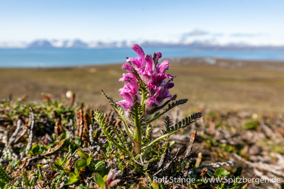 Haariges Läusekraut, Kapp Wijk, Dicksonfjord