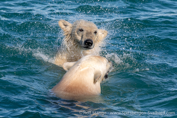 Swimming polar bears, Wahlenbergfjord