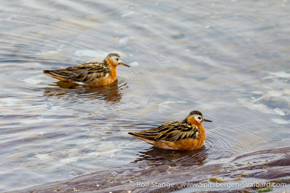 grey phalarope, Stasjonsøyane