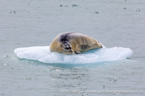 Storkobbe, Monacobreen