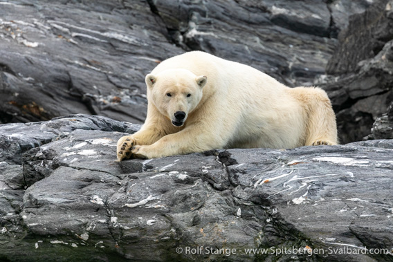 Polar bear, Nordenskiöldbreen