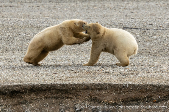 Polar bears, Hinlopen Strait