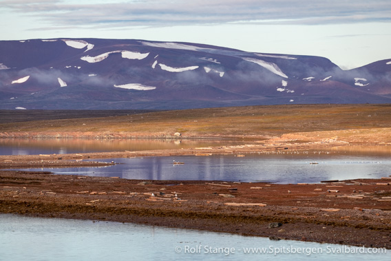 Coastal landscape Reinsdyrflya