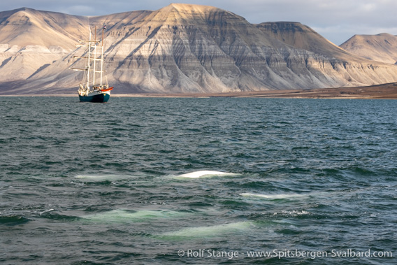 SV Antigua and white whales, Dicksonfjord, Spitsbergen 2023