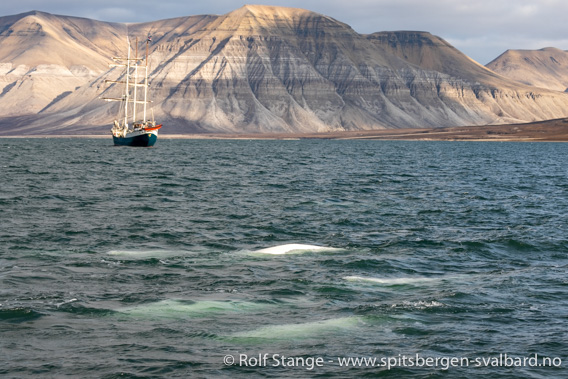 SV Antigua og hvithvaler, Dicksonfjorden, Spitsbergen 2023