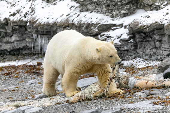 Eisbär, Wahlbergøya