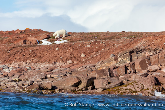 Geologi i Liefdefjorden: Old Red, Andøyane