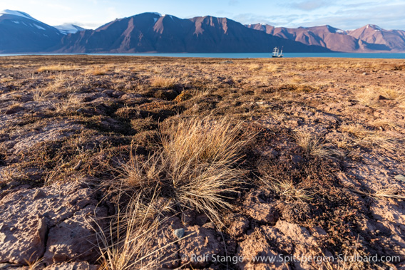Steppe vgetation