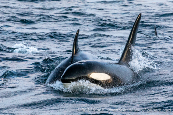Orca, Kvænangen