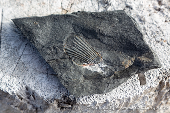 Muschelabdruck, Gråhuken