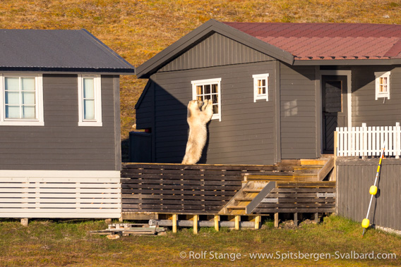 polar bear, hut