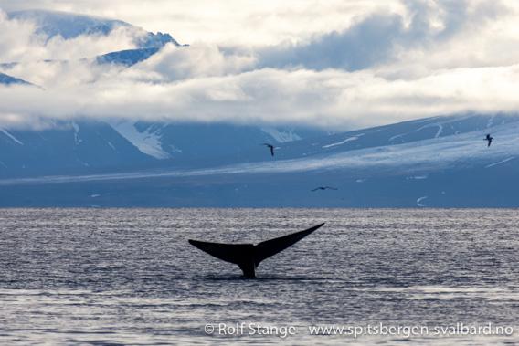 Blue whale