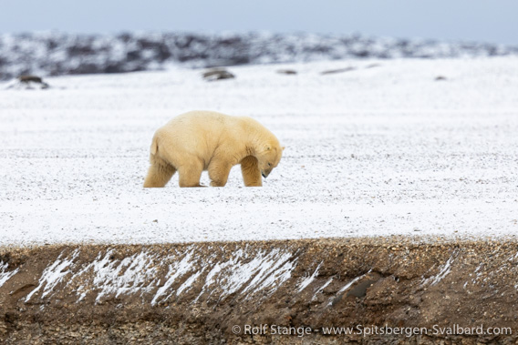 Polar bear