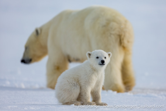Polar bear family in Isfjord, possibly Frost