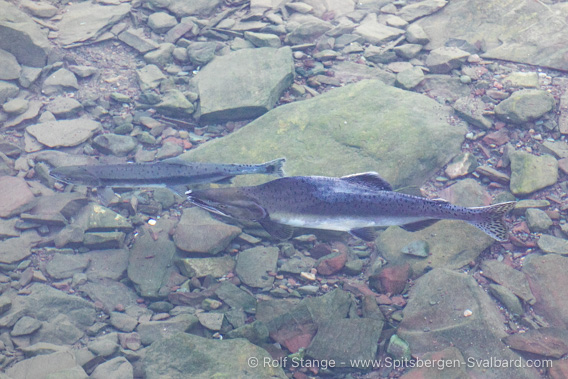 Fish in Spitsbergen's rivers, arctic char and pink salmon