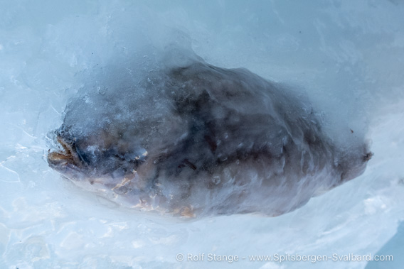 Fisch im Eskerfossen
