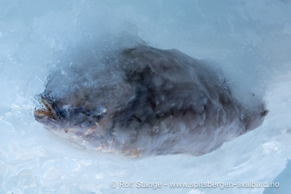 Fisk i Eskerfossen