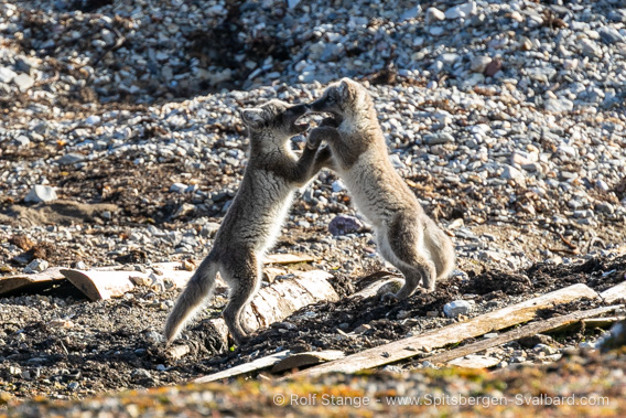 polar foxes, Ny-Ålesund