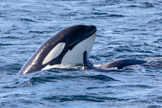 Orcas near Skrova