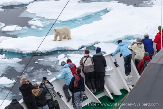 Polar bear, distance