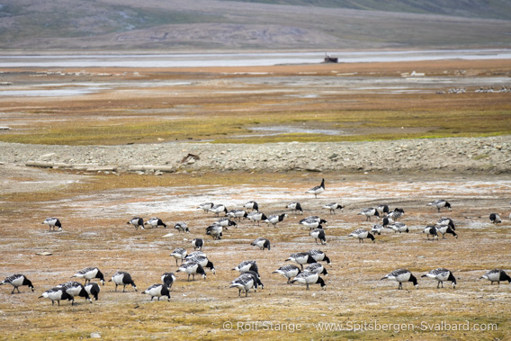 Geese in Adventdalen, 2022