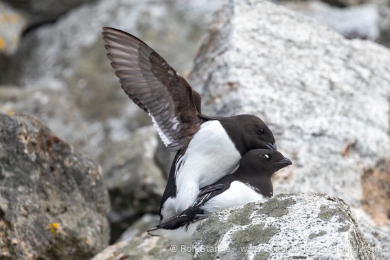 Little auks, Fuglesongen