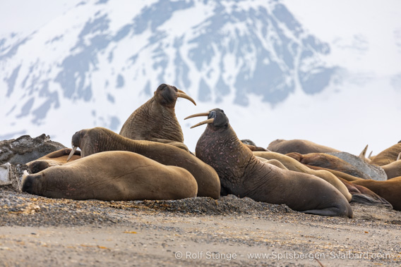 Walruses, Forlandsund