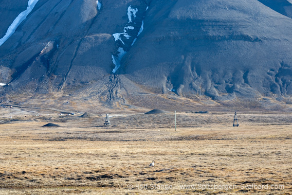 Geese in Adventdalen, 2024