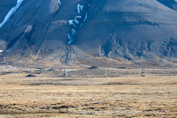 Gjess i Adventdalen, 2024
