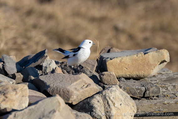 Snow bunting, Adventdalen