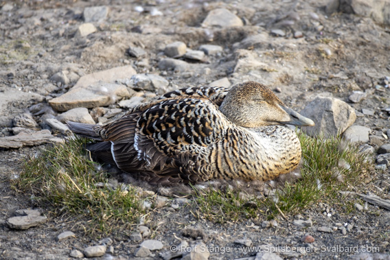 Common eider duck, Adventdalen