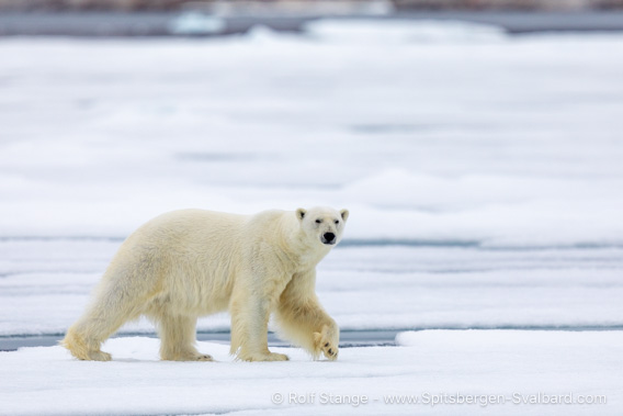 Polar bear, Sjuøyane