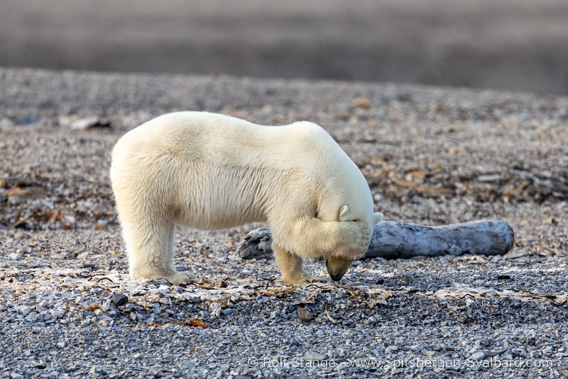 Polar bear, Kinnvika