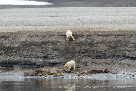 Polar bears and whale carcass
