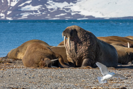 Hvalrosser, Spitsbergen 2024