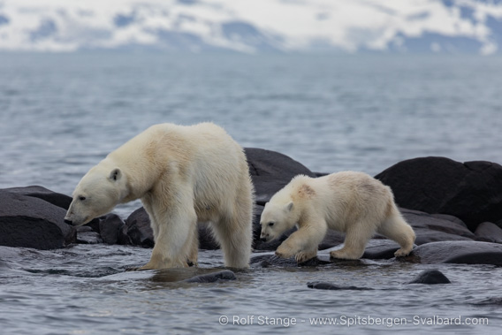 Polar bears, Wahlenbergfjord