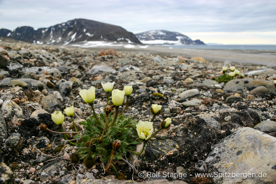 Svalbardmohn, Phippsøya
