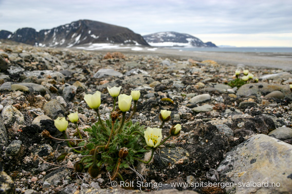 Svalbardvalume, Phippsøya