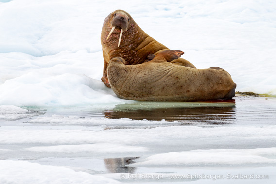 Walruses