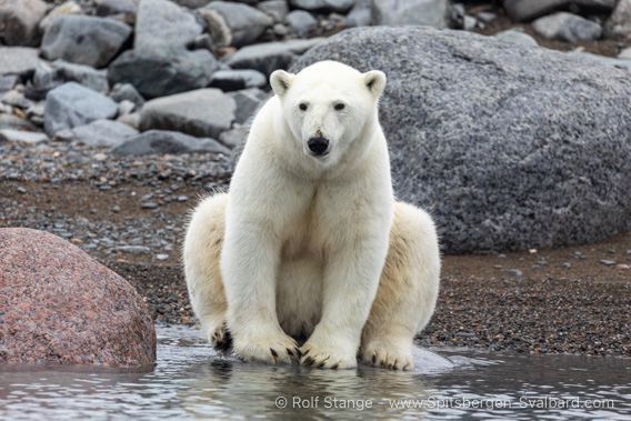 Polar bear, Scoresbyøya