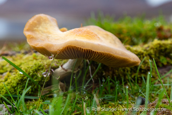 Herbststimmung, Recherchefjord