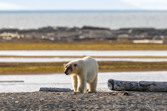 Isbjørn, Svalbard