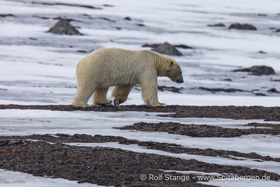 Eisbär Spitzbergen