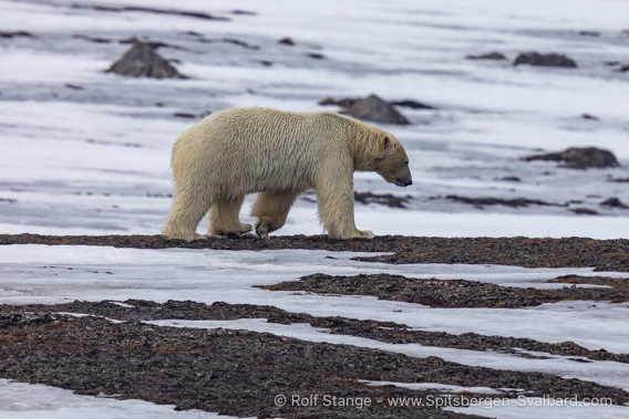 Polar bear, Spitsbergen