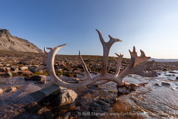Reindeer antlers, Blomesletta