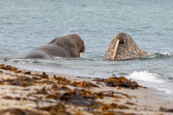 Walruses, Amsterdamøya